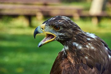 Portrait of a young white-tailed eagle in Poland.
