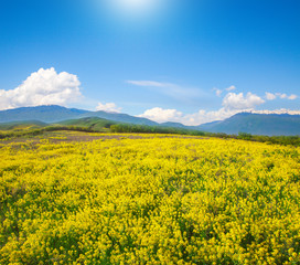Yellow flowers field under blue cloudy sky