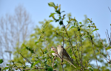 Two sparrows on top of bush branches