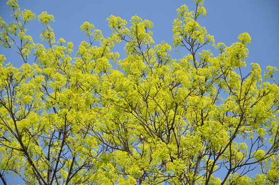 Tree top with fresh green leaves enlightened by spring sun with blue sky behind