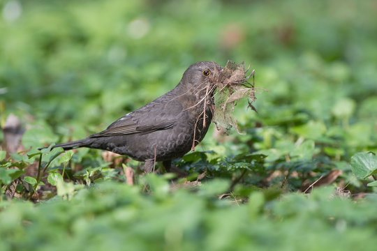 Common blackbird builds its nest