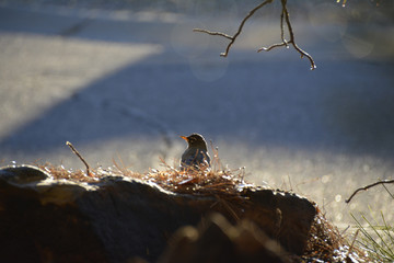 Southwest USA Beautiful American Robins are gray-brown birds with warm orange underparts and dark heads Reddish orange breast and sides Female have paler head and tail than Males.