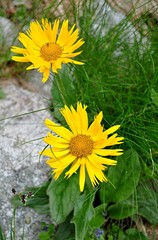 yellow mountain flower