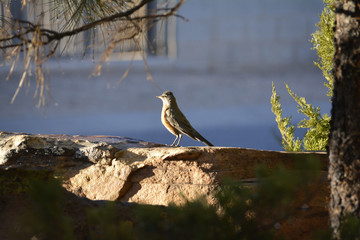 Southwest USA Beautiful American Robins are gray-brown birds with warm orange underparts and dark heads Reddish orange breast and sides Female have paler head and tail than Males.