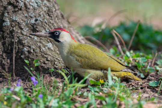 European green woodpecker feeding on a ground