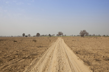 Fototapeta na wymiar desert landscape of rajasthan