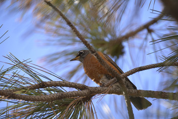 Southwest USA Beautiful American Robins are gray-brown birds with warm orange underparts and dark heads Reddish orange breast and sides Female have paler head and tail than Males.