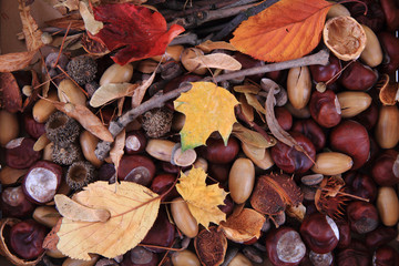 autumn forest production