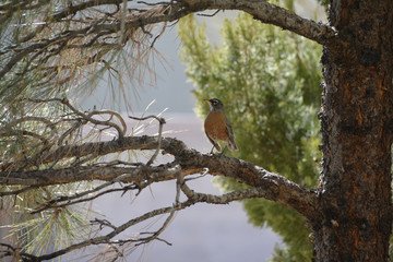 Southwest USA Beautiful American Robins are gray-brown birds with warm orange underparts and dark heads Reddish orange breast and sides Female have paler head and tail than Males.