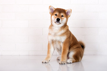 adorable shiba inu puppy sitting indoors