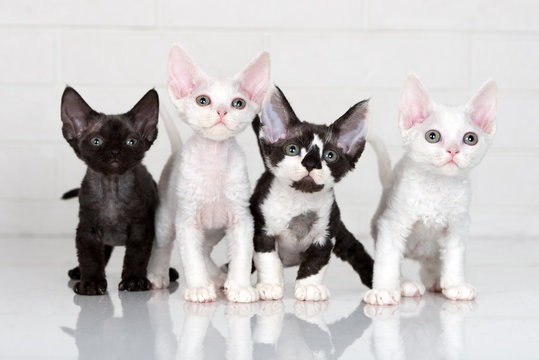 four devon rex kittens posing indoors