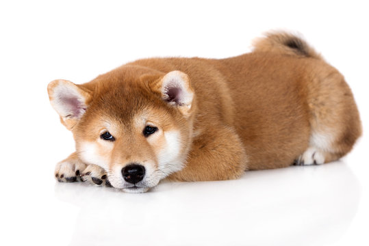 sad shiba inu puppy lying down on white