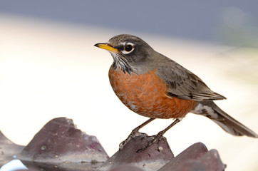 Southwest USA Beautiful American Robins are gray-brown birds with warm orange underparts and dark heads Reddish orange breast and sides Female have paler head and tail than Males.