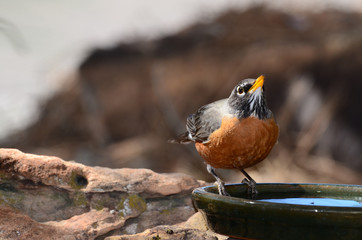 Southwest USA Beautiful American Robins are gray-brown birds with warm orange underparts and dark heads Reddish orange breast and sides Female have paler head and tail than Males.