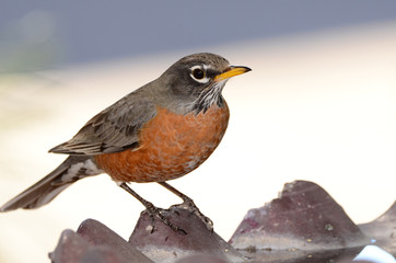 Southwest USA Beautiful American Robins are gray-brown birds with warm orange underparts and dark heads Reddish orange breast and sides Female have paler head and tail than Males.