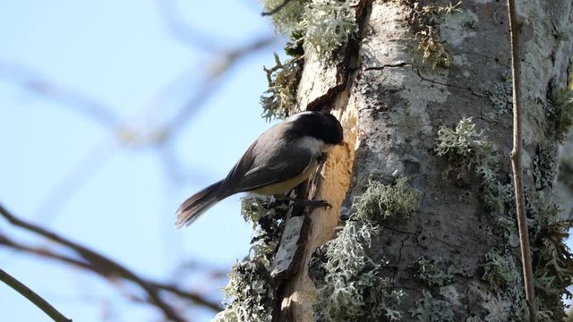 Black-capped Chickadees Nest Building
The nest is excavated in the soft, partially rotted wood of a tree trunk or broken limb