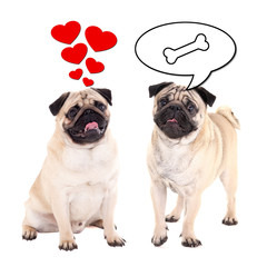 love and relationship concept - two cute pug dogs over white