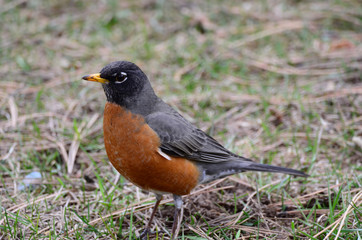Southwest USA Beautiful American Robins are gray-brown birds with warm orange underparts and dark heads Reddish orange breast and sides Female have paler head and tail than Males.
