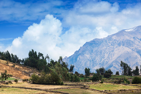 flock of sheep in a pasture