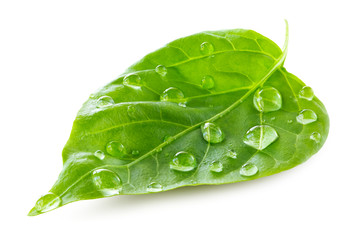 Fototapeta na wymiar Green leaf with water drops over white background