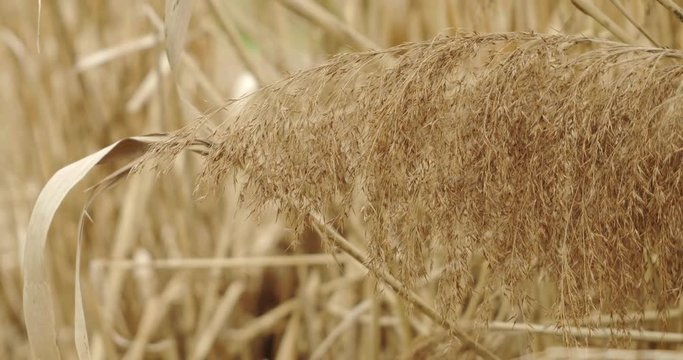 pennacchi di canne mossi da una brezza primaverile