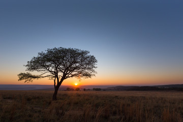Fototapeta na wymiar Lone tree at sunrise