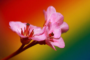 Bergenia cordifolia flowers against colorful background