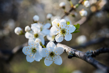 apricot tree flowers