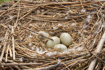 Schwaneneier im Nest