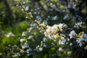 apricot tree flowers