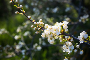 apricot tree flowers