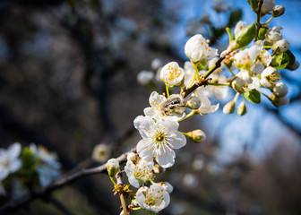 beetle in an apricot tree flower