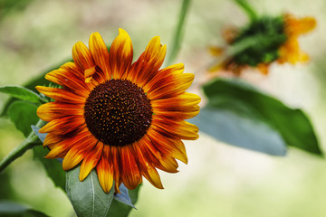 Summer green background with blooming sunflowers, blurred behind