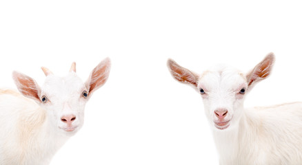 Portrait of two cute white goat