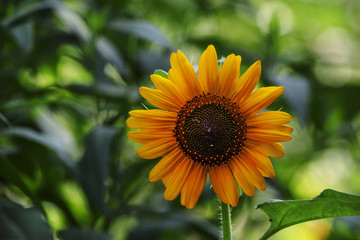 Summer green background with blooming sunflowers, blurred behind