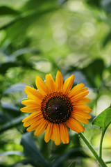 Summer green background with blooming sunflowers, blurred behind