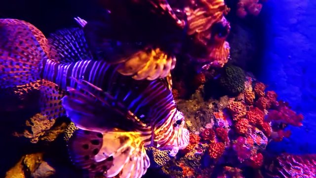 Shoal of Pterois or Lionfish in deep dark undersea coral reef on tropical Indian and Indo-Pacific ocean in HD quality video