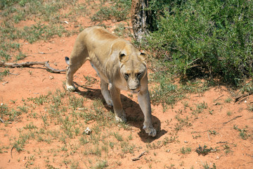 Lioness, Namibia, Africa