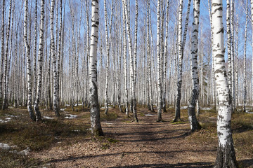 birch