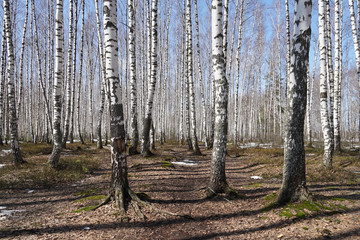 birch