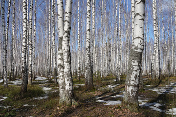 birch