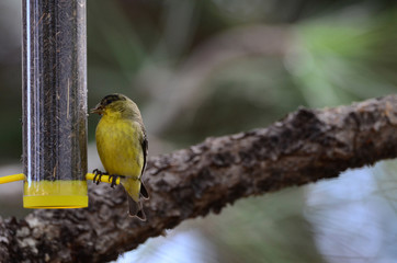 Southwest USA Beautiful Yellow and Black Male Lesser Goldfinch are bright yellow below with glossy black cap white patches in wings, they have a black tail white corners.