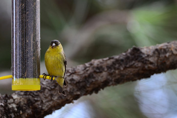 Southwest USA Beautiful Yellow and Black Male Lesser Goldfinch are bright yellow below with glossy black cap white patches in wings, they have a black tail white corners.