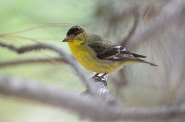 Southwest USA Beautiful Yellow and Black Male Lesser Goldfinch are bright yellow below with glossy black cap white patches in wings, they have a black tail white corners.