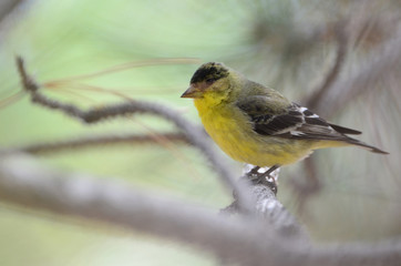 Southwest USA Beautiful Yellow and Black Male Lesser Goldfinch are bright yellow below with glossy black cap white patches in wings, they have a black tail white corners.