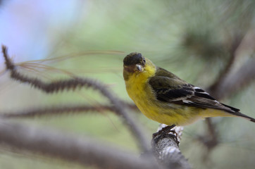 Southwest USA Beautiful Yellow and Black Male Lesser Goldfinch are bright yellow below with glossy black cap white patches in wings, they have a black tail white corners.