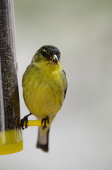 Southwest USA Beautiful Yellow and Black Male Lesser Goldfinch are bright yellow below with glossy black cap white patches in wings, they have a black tail white corners.