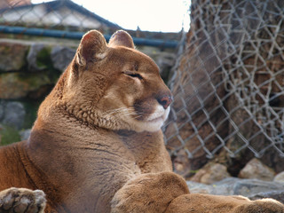 Puma chilling out in a zoo