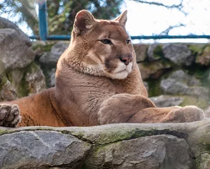 Acrylic prints Puma Mountain lion chilling out on a rock