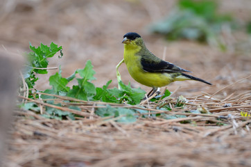 Southwest USA Beautiful Yellow and Black Male Lesser Goldfinch are bright yellow below with glossy black cap white patches in wings, they have a black tail white corners.